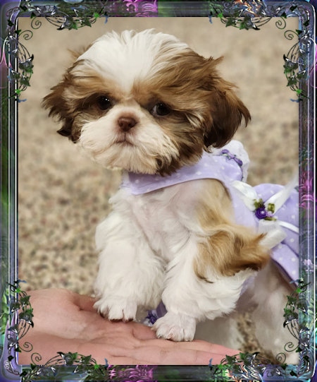 chinese imperial shih tzu breeder in Southern Ohio and Chinese Imperial Dog, puppies for sale. Chinese Imperials are great family dogs and are great with children. They are the sweetest little puppies, and grow up to be the most loving dogs